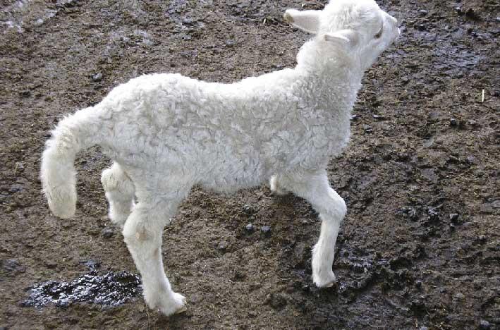 آگالاکسی واگیردار گوسفند و بز