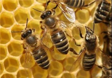 سموم شیمیایی دلیل تلفات گسترده زنبورهای عسل در ایران