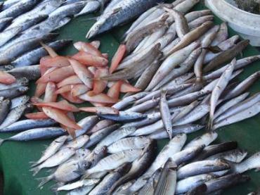 سازمان دامپزشکی اعلام کرد : دستفروشی ماهی و میگو ممنوع!