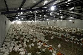 صنعت مرغ رو به‌ ورشکستگی است