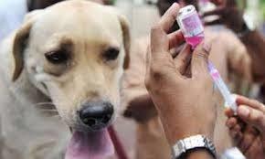 ۲۰۰قلاده سگ در منطقه کوهستانی درکه واکسینه شدند