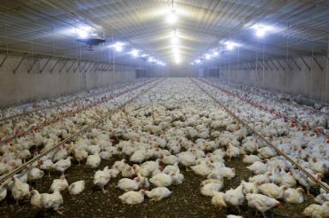 تأثیر دمای هوا روی مرغ گوشتی 