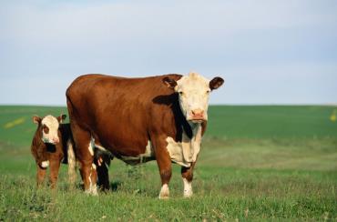 اثرات گرما و رطوبت بالا بر تولیدمثل گاو