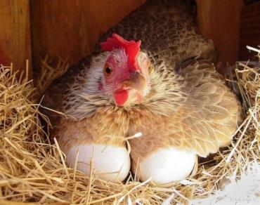 تغذیه؛ عامل بازدارندۀ کانیبالیسم در مرغ های تخمگذار 