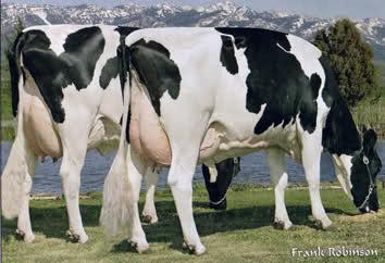 اثر طول دوره روشنایی روزانه و هورمون رشد (تروپست) بر تولید شیر در گاوها