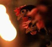 بررسی تکنیک ها و روش های نوردهی در مرغان مادر گوشتی