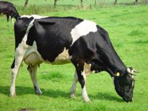 نگرشی بر بیماری کتوز در گاوهای شیری