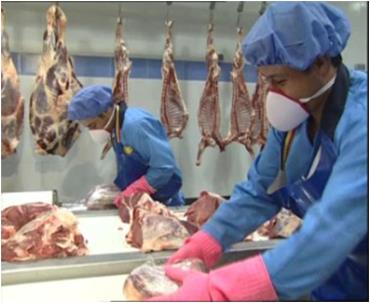 رهنمون های لازم پیشگیری از بروسلوز برای کارگران کارخانه بسته بندی گوشت