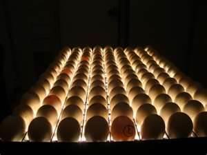 بررسی اثرات دما و زمان های مختلف نگهداری تخم مرغ نطفه دار در میزان قابلیت باروری آنها