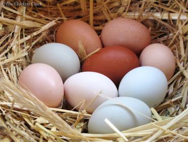 دلایل توقف تولید تخم مرغ در مرغ های تخم گذار