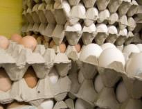 تخم مرغ گران شد