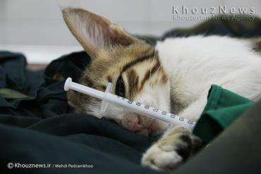 گزارش تصویری از جراحی پای یک گربه در بیمارستان دامپزشکی اهواز