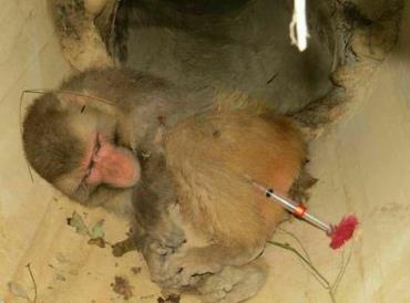 زنده‌گیری یک قلاده میمون رزوس در مازندران