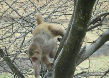 میمون رزوس در مازندران