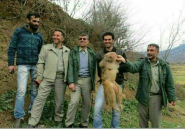 میمون رزوس