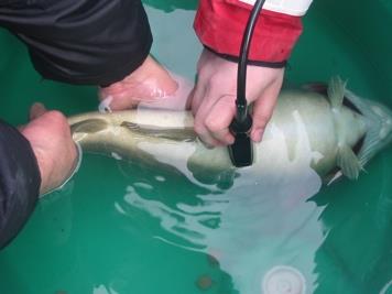 استخراج خاویار بدون مرگ ماهی توسط محققان آلمانی