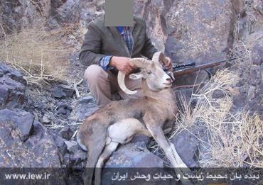 شکارچیان یک قوچ و یک کل وحشی در بردسیر کرمان دستگیر شدند+ تصاویر