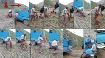 عامل شکنجه بی رحمانه سگ شکاری دستگیر شد +تصاویر