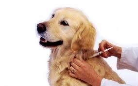 واکسیناسیون بیش از 4 هزار قلاده سگ در اسفراین علیه هاری