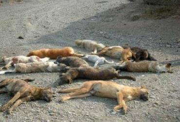 سگ کشی گسترده در تبریز! 