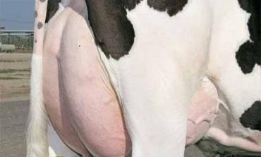 ورم پستان در گاو (mastitis)