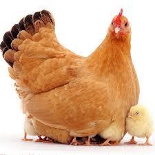 بررسی هزینه های مصرف پروتکسین در پرورش مرغ مادر
