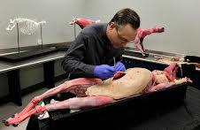 ساخت پیشرفته ترین جسد مصنوعی حیوان