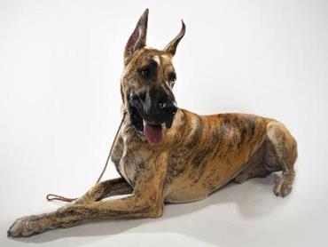 سگ گریت دین (Great Dane)