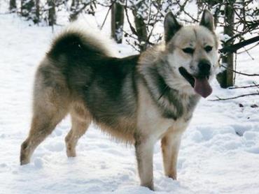 آشنایی با سگ نژاد گرین لند داگ (Greenland Dog)