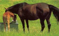 10 نکته کاربردی در تغذیه اسب ها