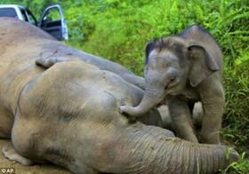 عزاداری جالب فیل های یتیم در سوگ والدین