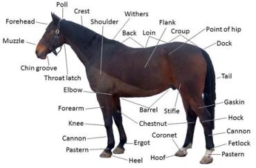صفات مطلوب در ارزیابی اسب