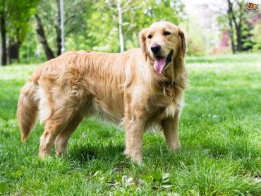 سگ گلدن رتریور (Golden Retriever)