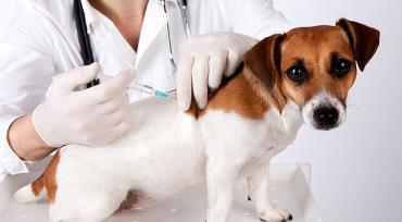 بیماری های کشنده در سگ ها
