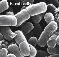 کولی باسیلوز یا ای کولای (E.COLI)