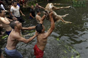 جشن خفه کردن بزها در آب!