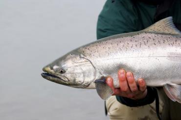 بررسی صادرات ماهی سالمون (آزاد) از نروژ به ایران