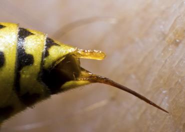 عکس میکروسکوپی جالب از نیش زنبور و سر سوزن