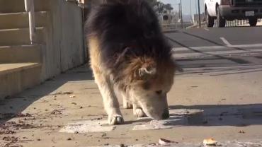 سگ های بی صاحب از پارک های بزرگ تهران جمع آوری شدند