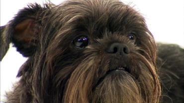 سگ نژاد آفن پینچر (Affenpinscher)