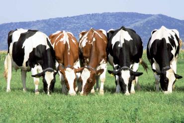 کنسانتره های انرژی دار (دانه ها و ضایعات کارخانه جات) در تغذیه گاو شیری