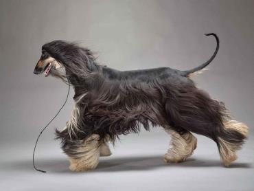 سگ نژاد افغان هاند (Afghan Hound)