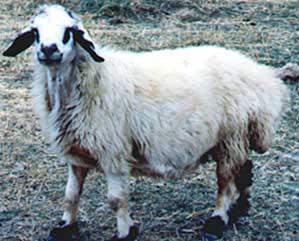 آشنایی با نژاد گوسفند بهمنی