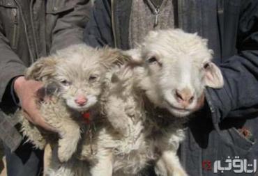 گوسفندی که توله سگ به دنیا آورد