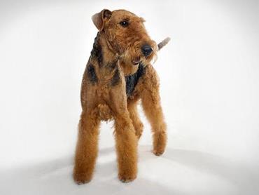 سگ آیردل تریر (Airedale Terrier)