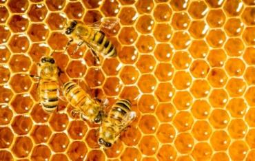 هشدار! عسل تقلبی نخرید