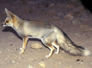 شناسایی شاه روباه در جنوب ایران