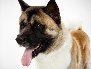 سگ نژاد آکیتا (Akita)