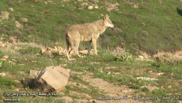 گرگ سفید، پارک ملی تندوره _ عکاس مهدی بیژن‌فر