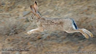 خرگوش، منطقه حفاظت‌شده ارس سیستان _ عکاس بابک موسوی